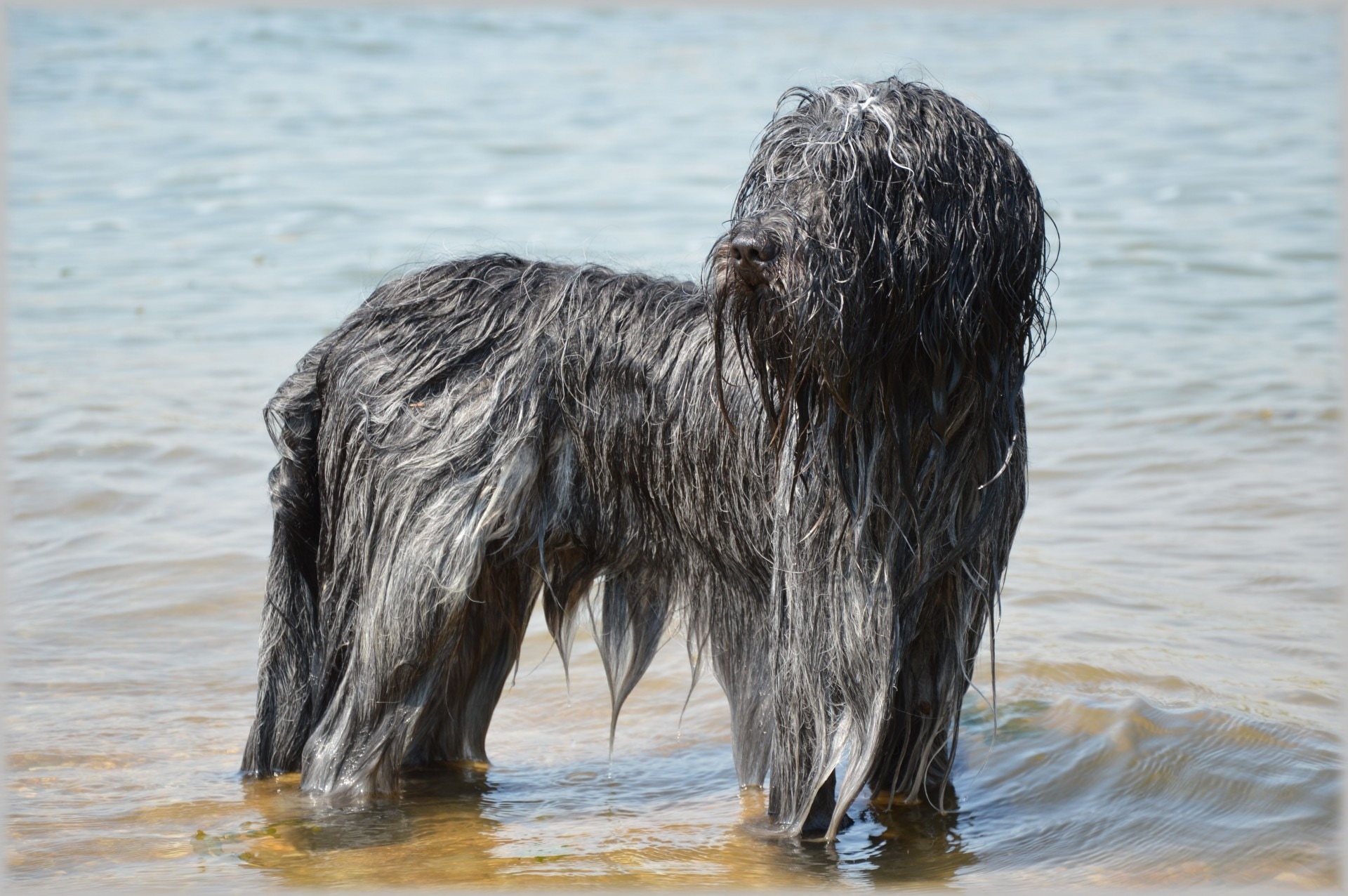 gray and black long coated dog