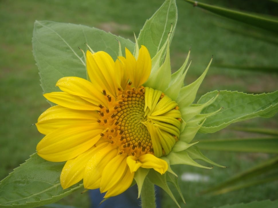 yellow sunflower shown preview