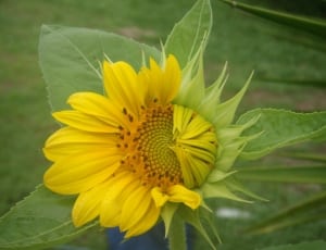 yellow sunflower shown thumbnail