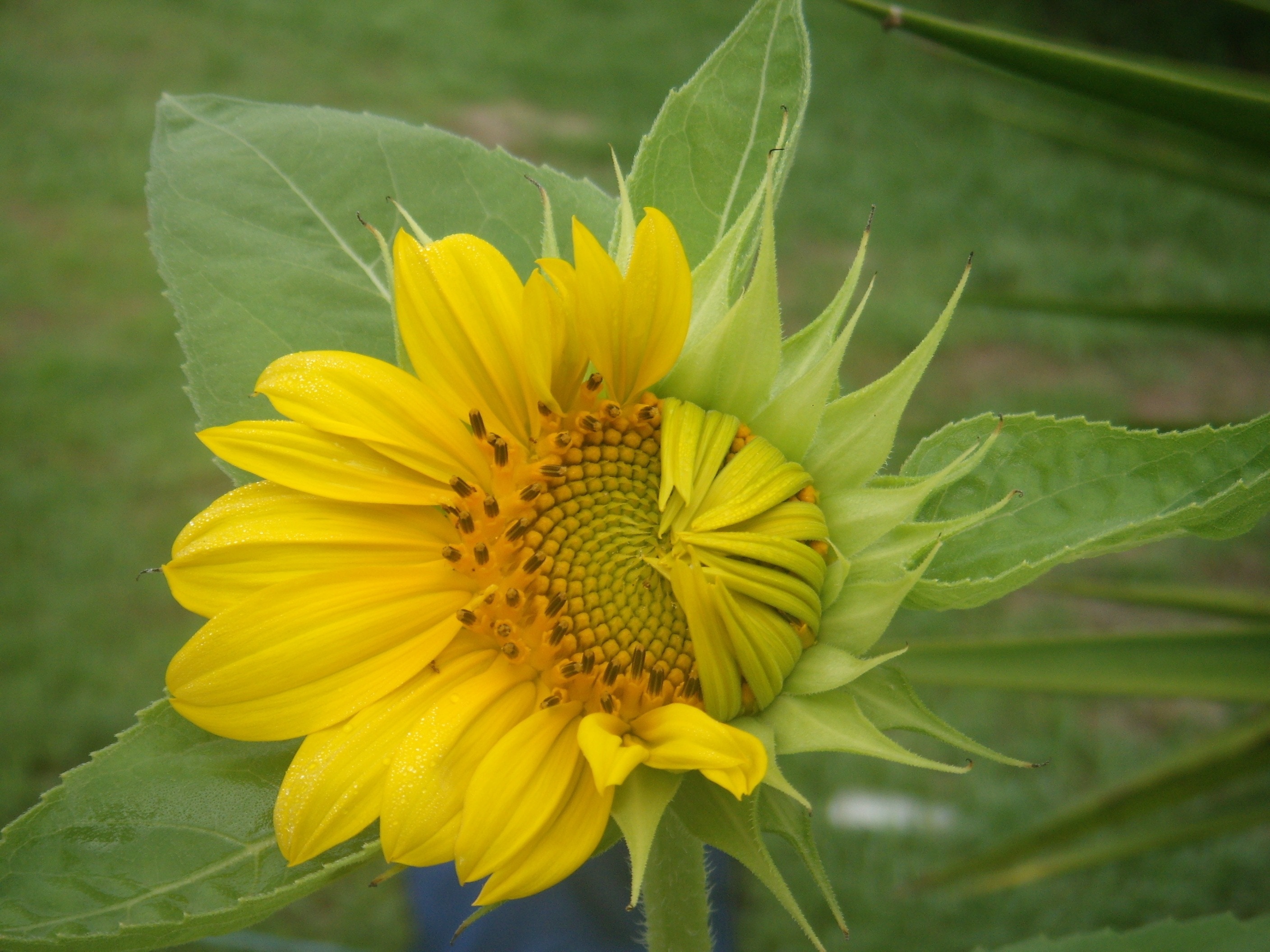 yellow sunflower shown