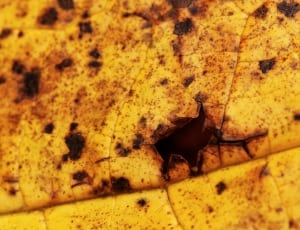black and yellow leaf thumbnail