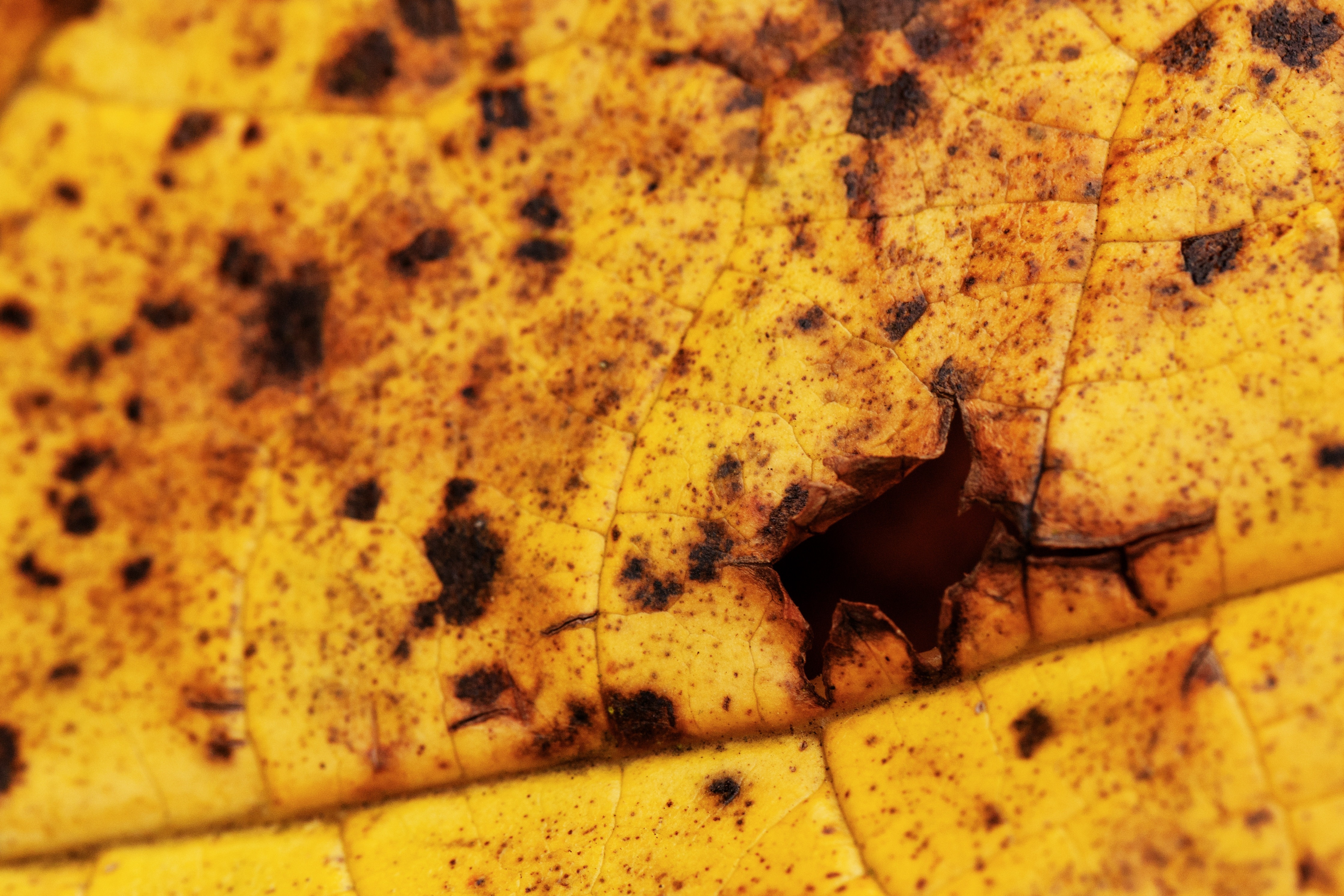 black and yellow leaf