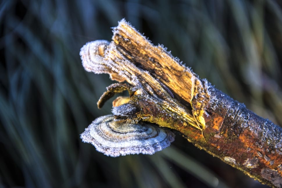brown wooden branch in macro photography preview