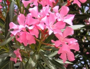 pink cluster petal flowers thumbnail