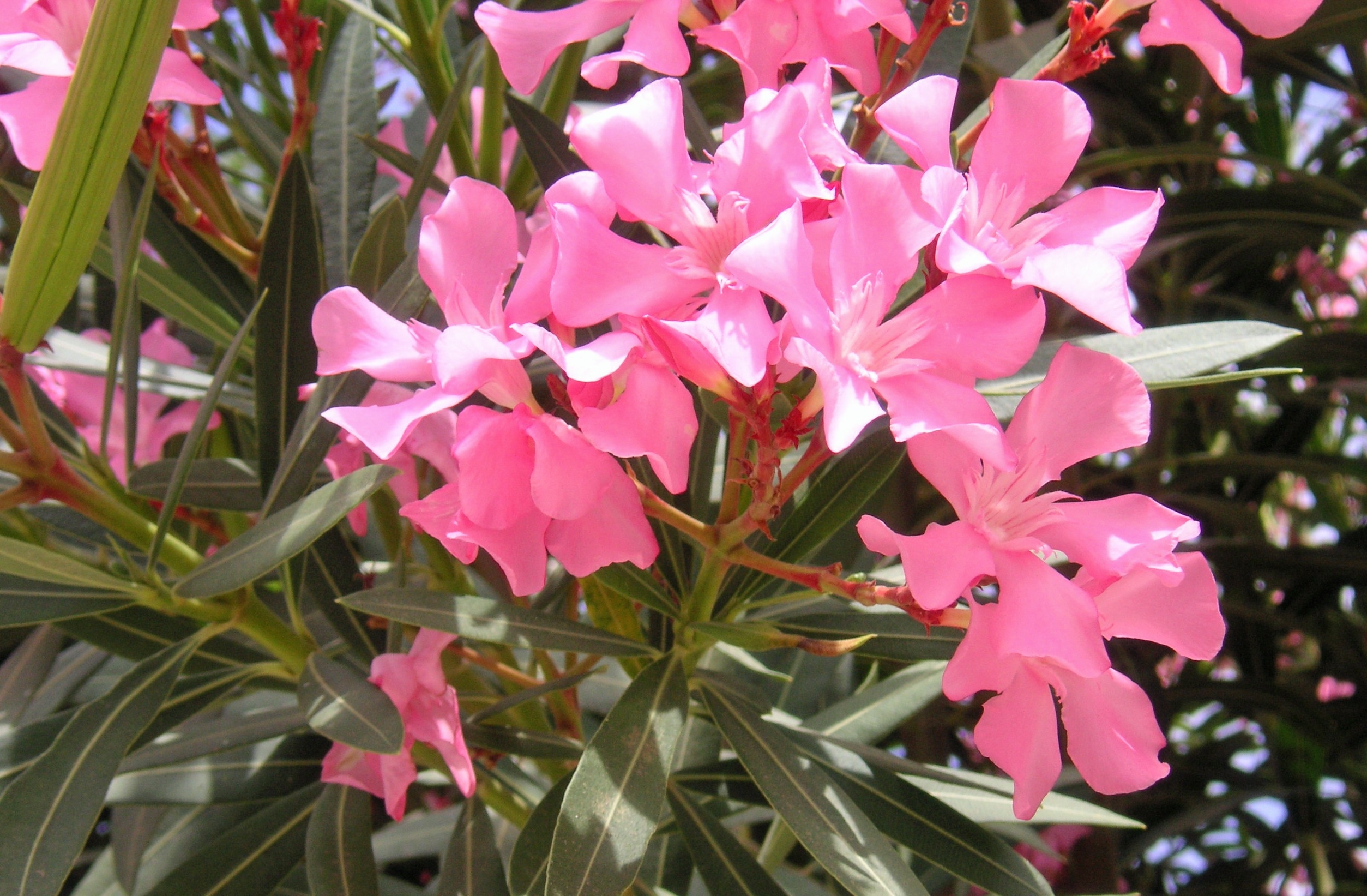 pink cluster petal flowers