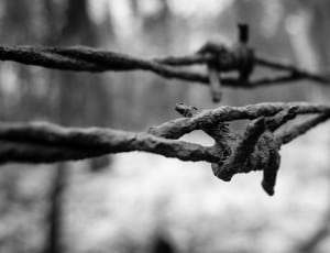 black barbed wire thumbnail