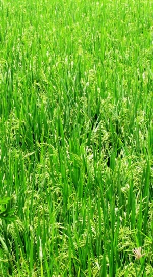 green grasses thumbnail