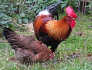 hen and rooster flock thumbnail