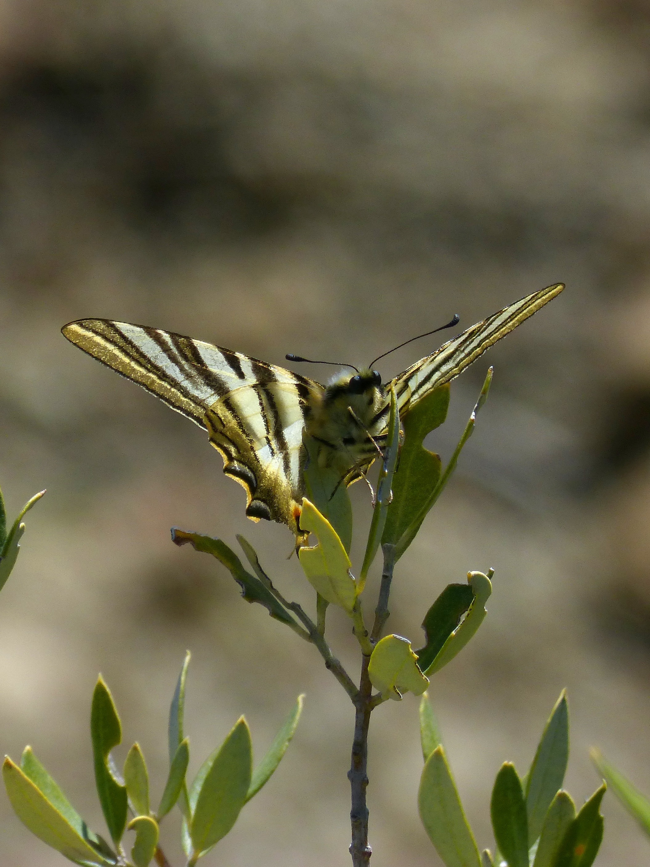 pale swallowtail butterfly