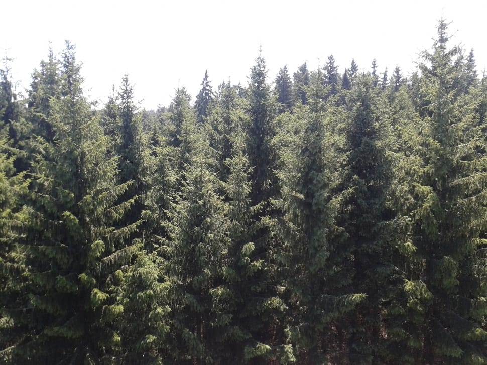 pine trees preview