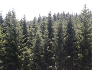 pine trees thumbnail