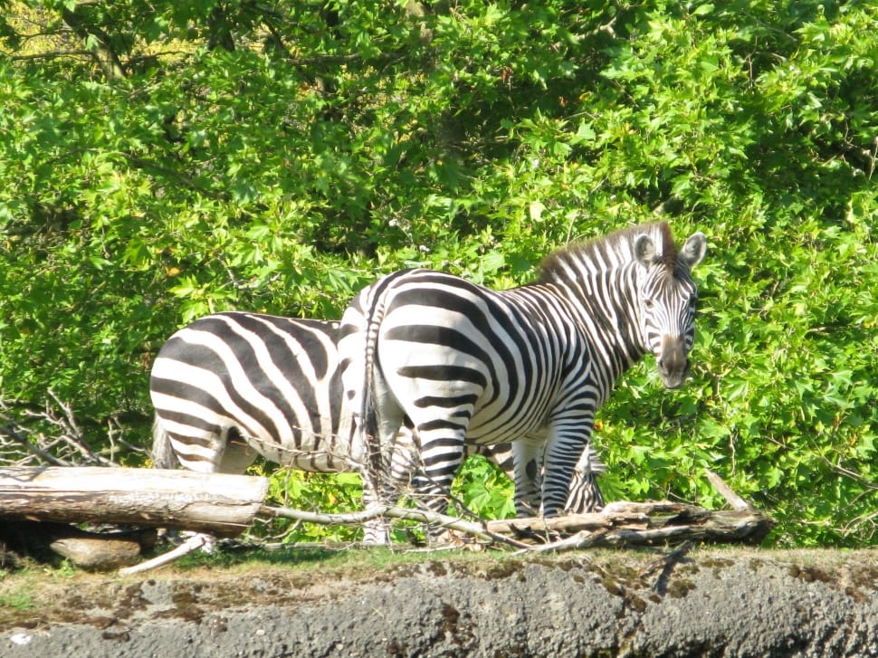2 zebrasa preview