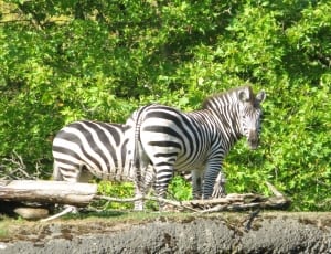 2 zebrasa thumbnail