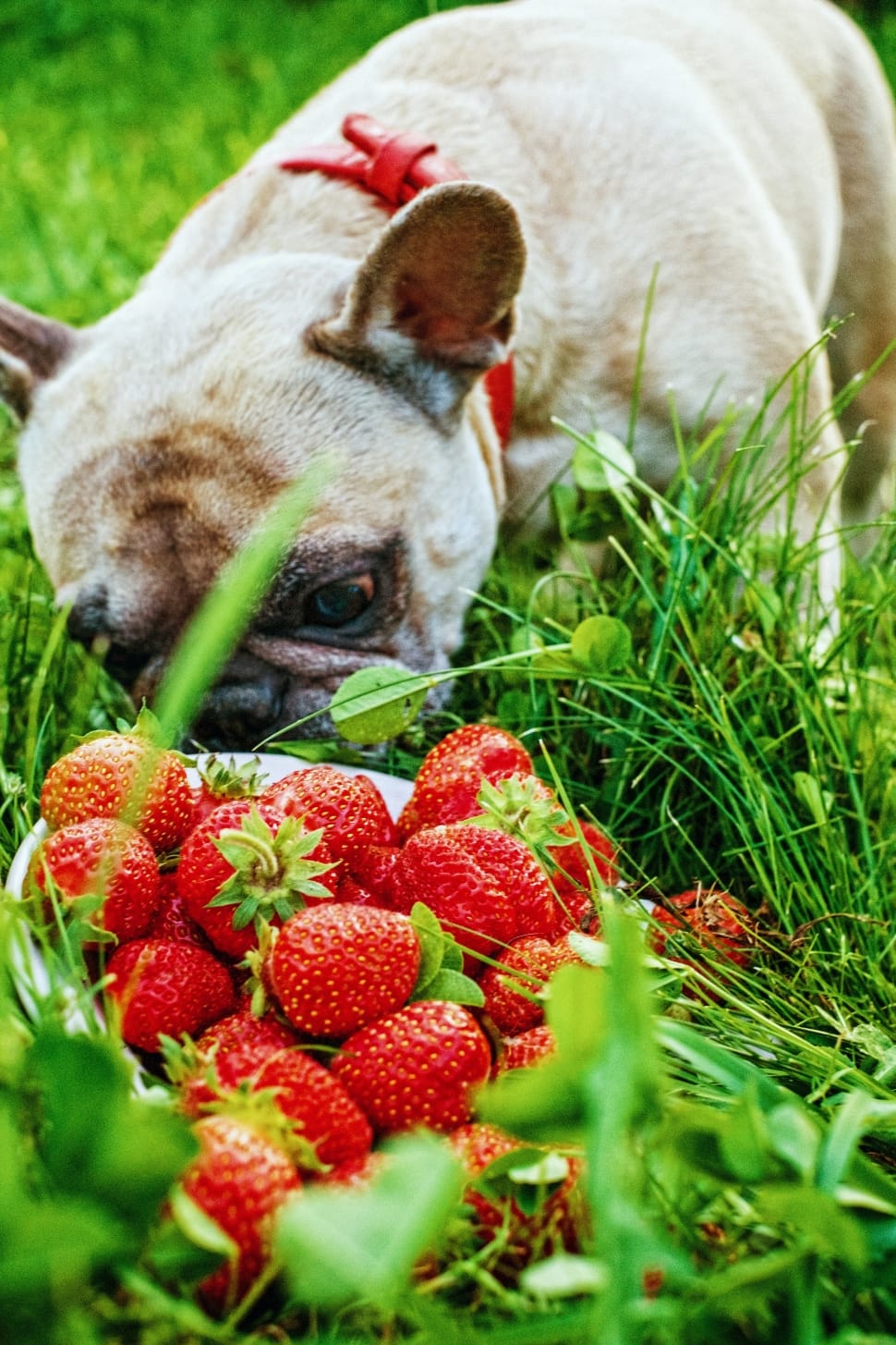 fawn french bulldog and strawberry's preview