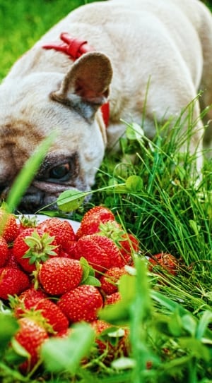 fawn french bulldog and strawberry's thumbnail