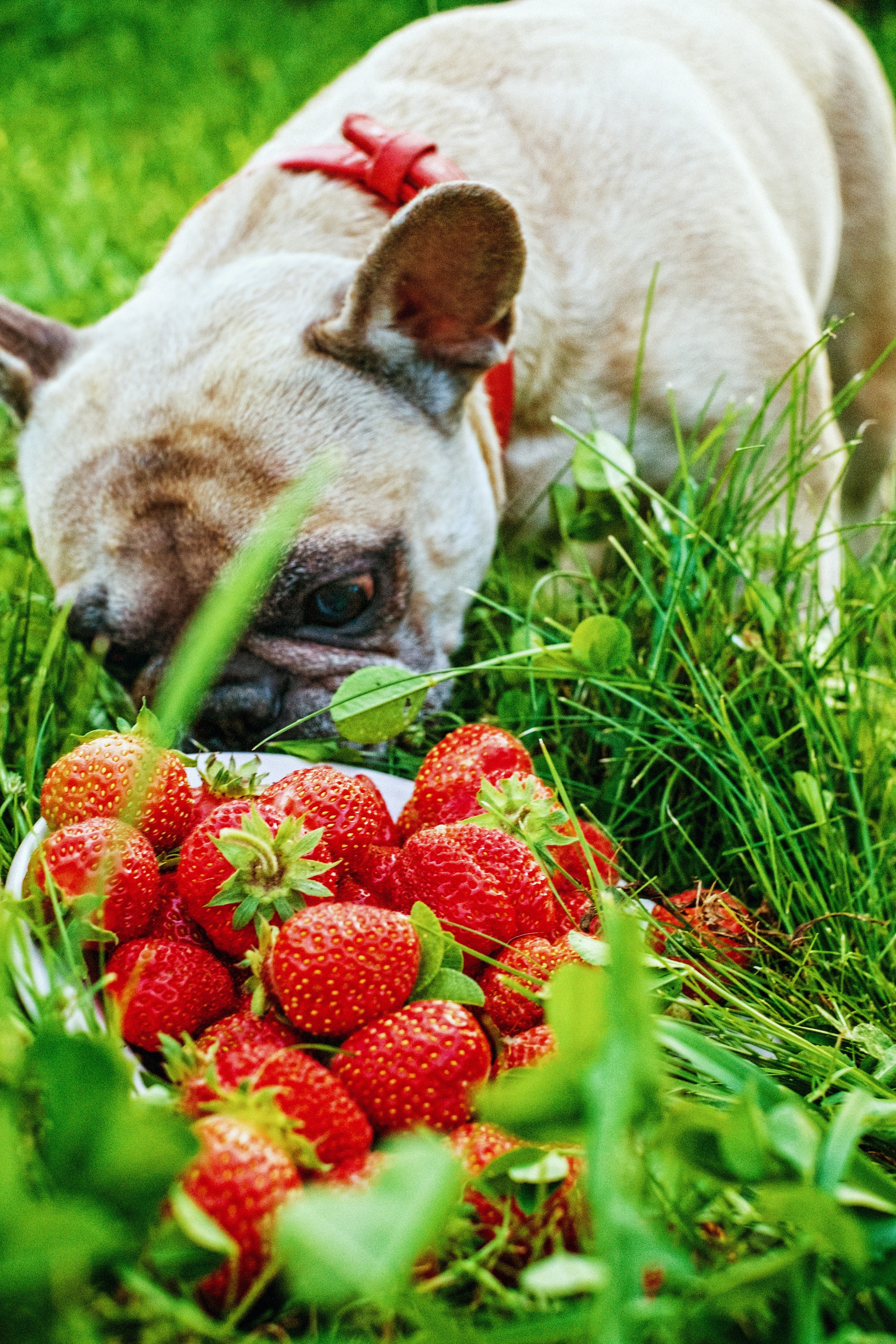 fawn french bulldog and strawberry's