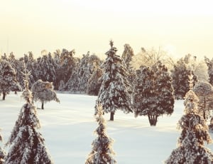 snow filled trees thumbnail