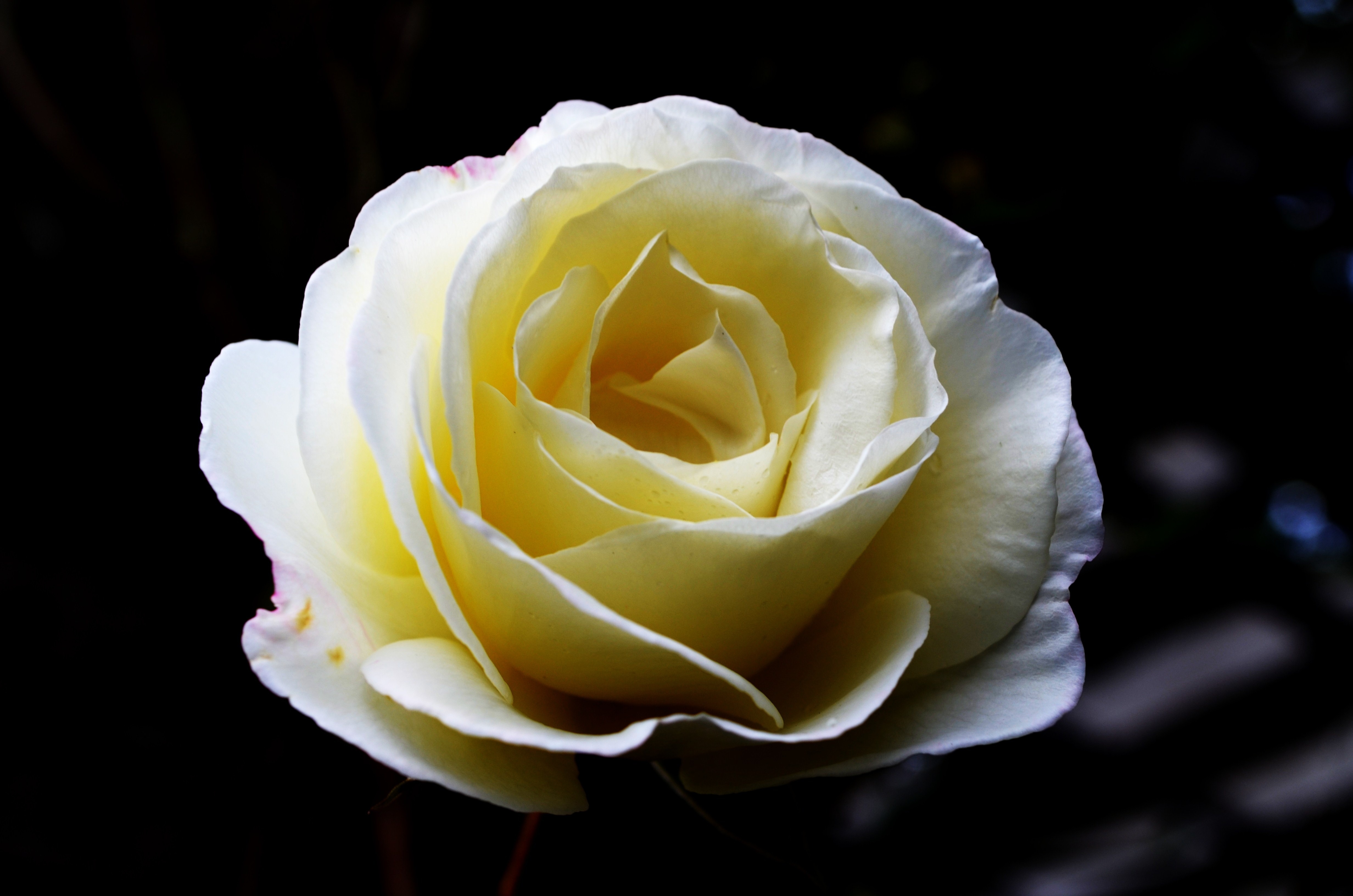 white and yellow rose