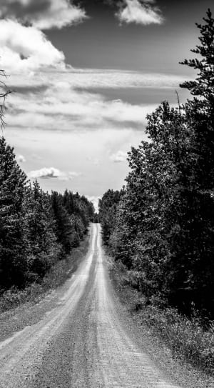 grayscale photo of pathway in between trees under cloudy sky thumbnail