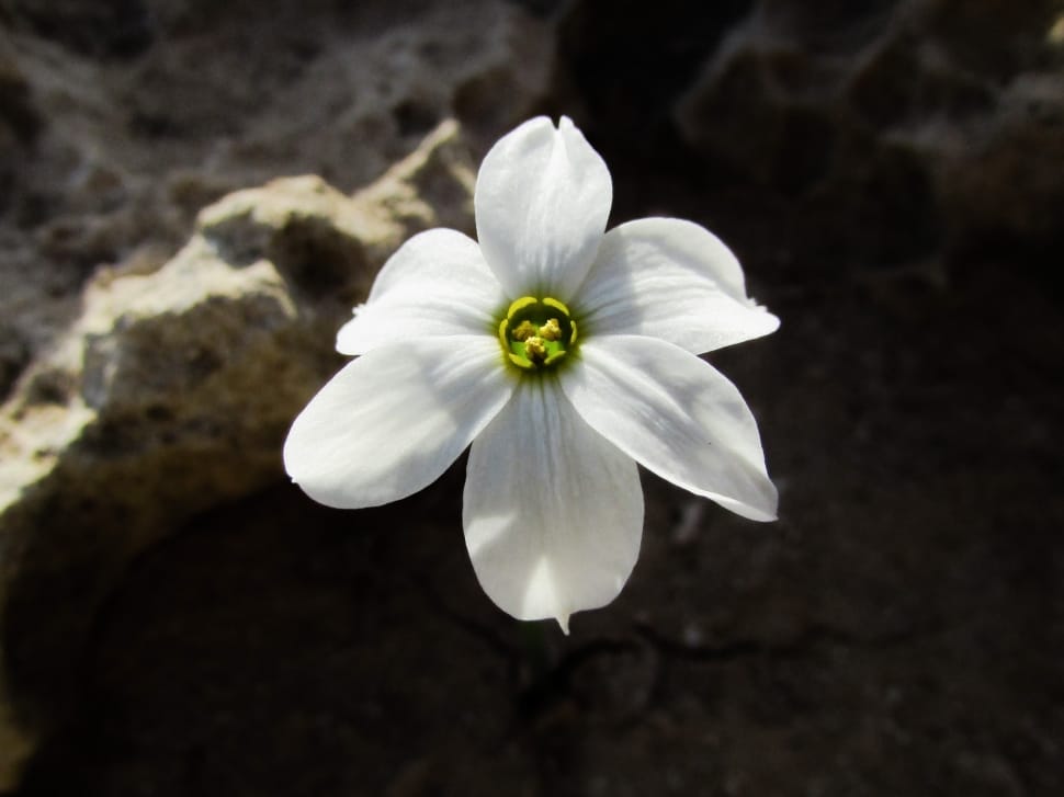 white 6 petaled flower preview