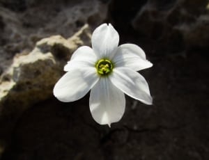 white 6 petaled flower thumbnail