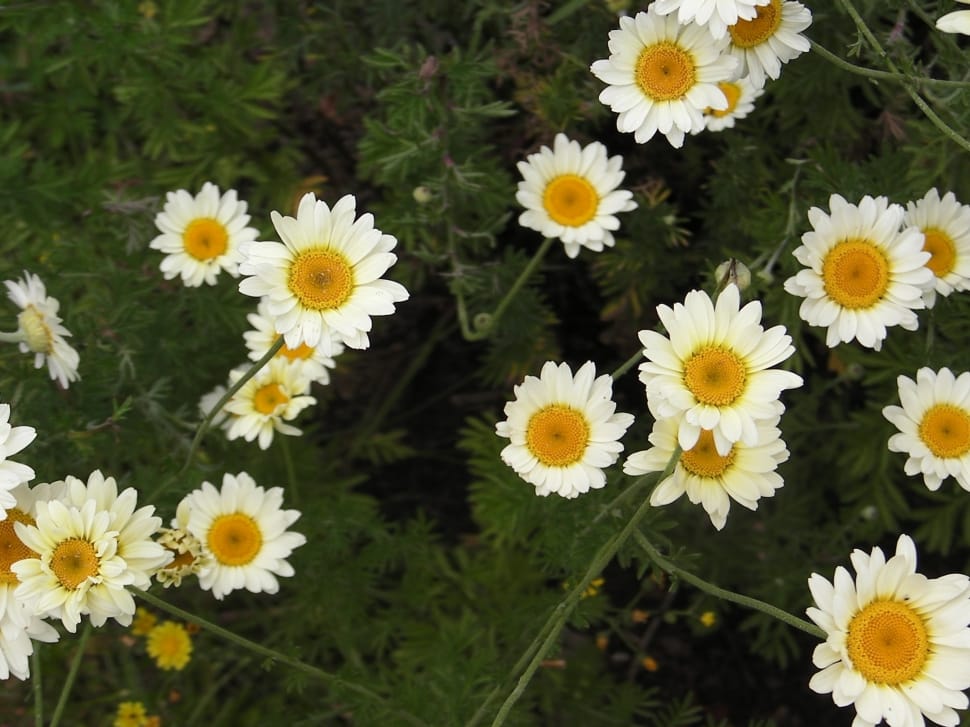 white daisies preview