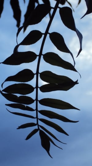 silhouette of leaf thumbnail