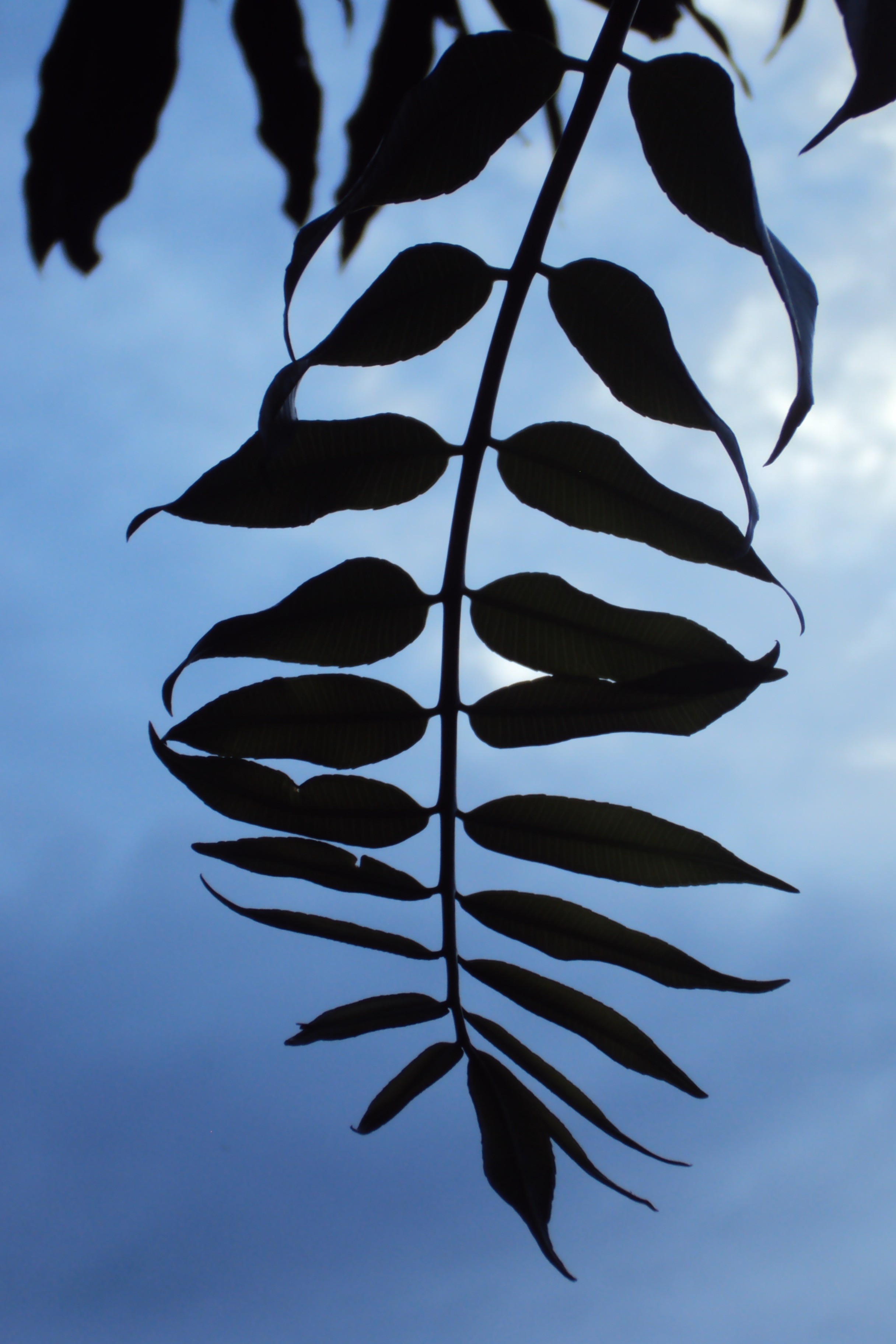 silhouette of leaf