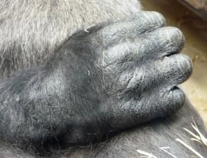 right hand orangutan thumbnail