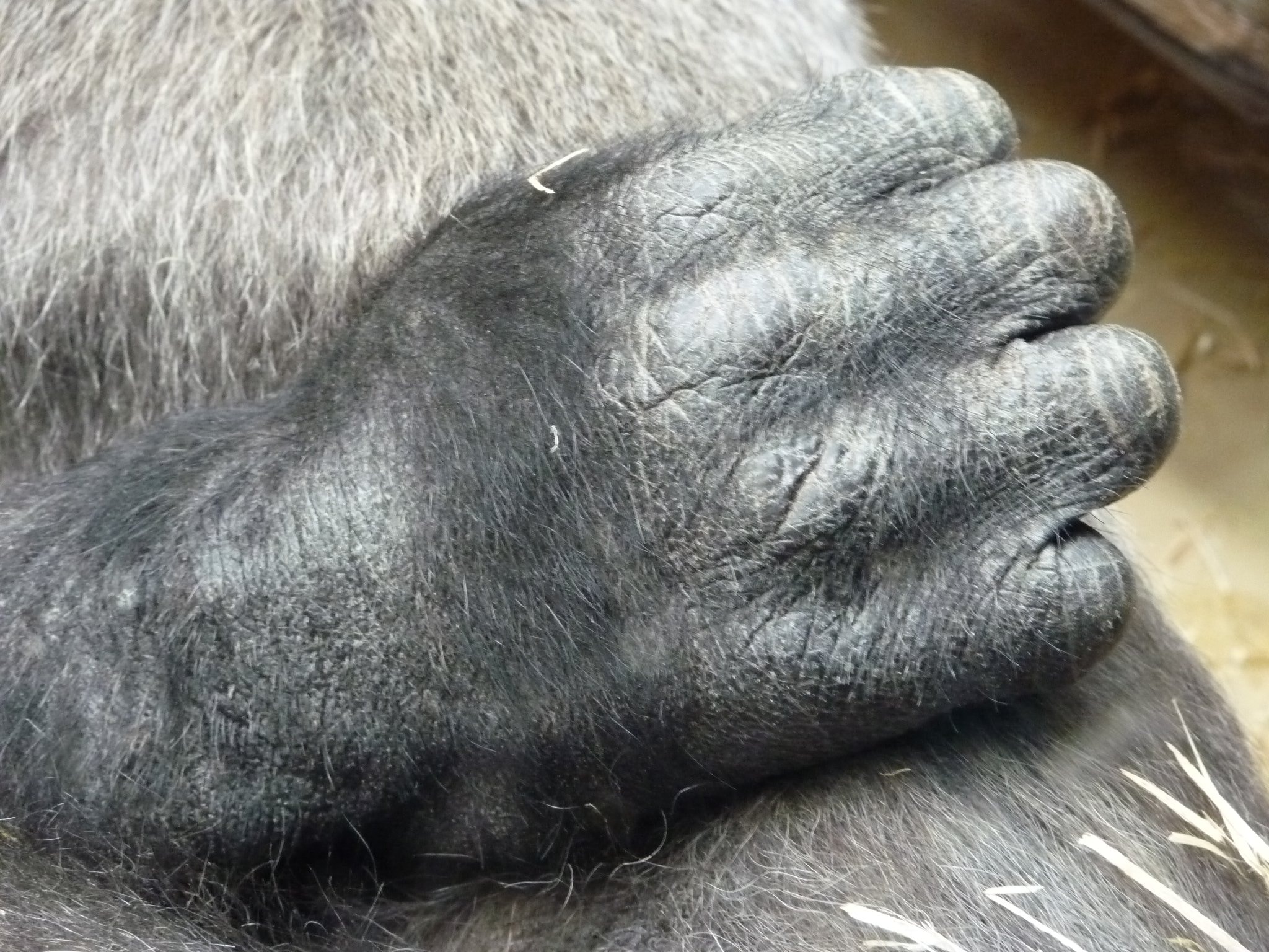 right hand orangutan