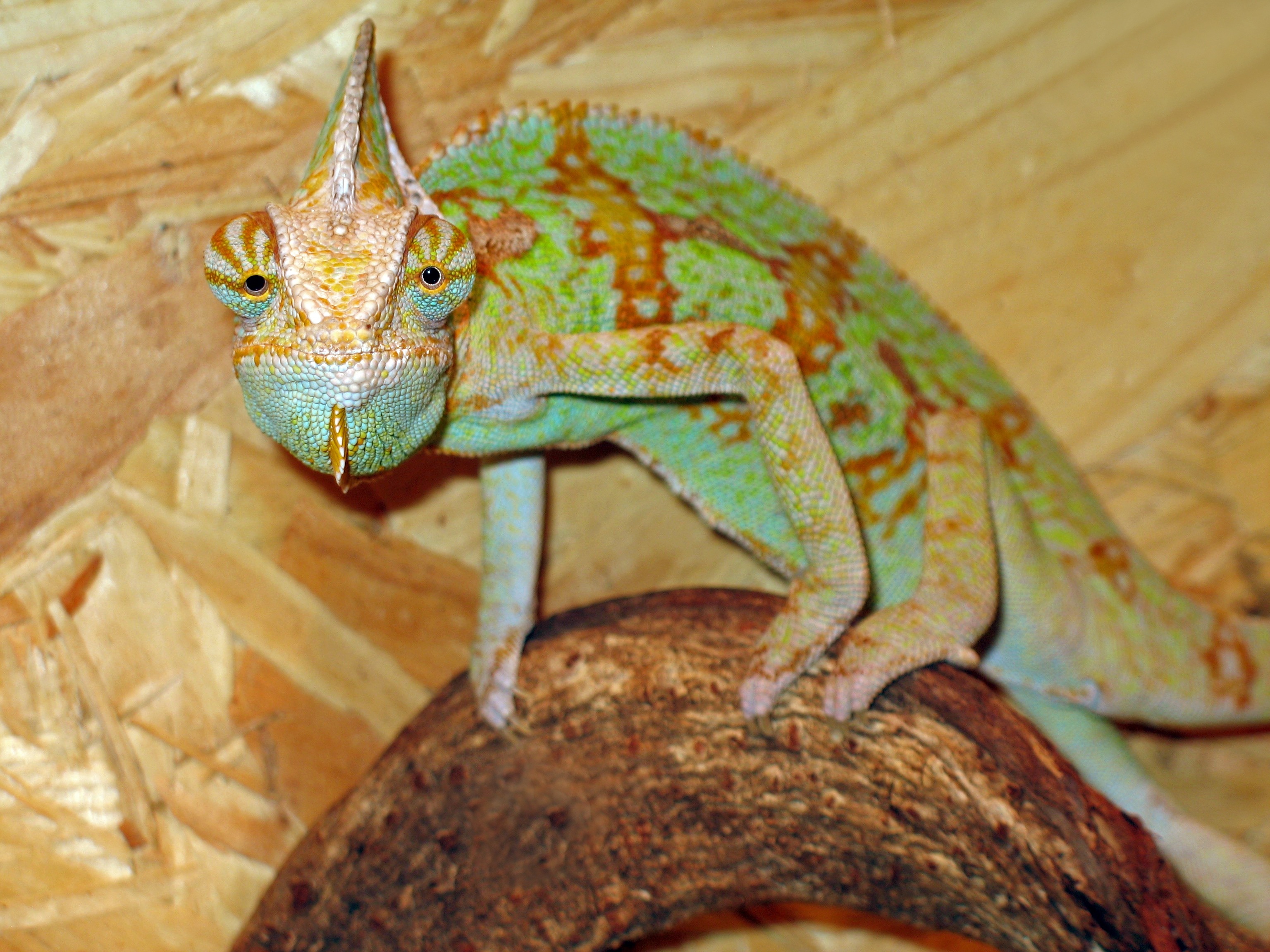 green and brown cameleon