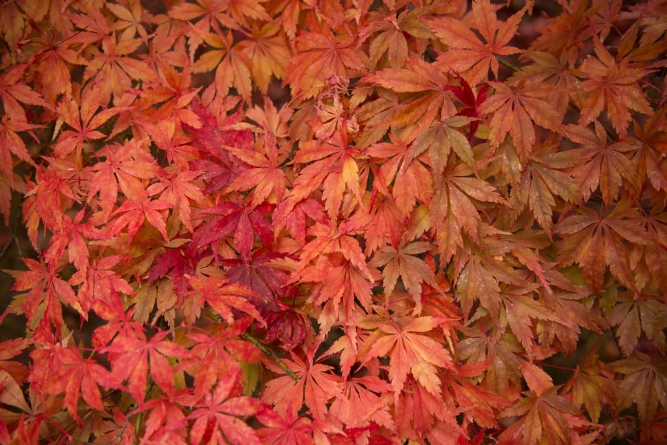 red maple leaves preview