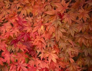 red maple leaves thumbnail