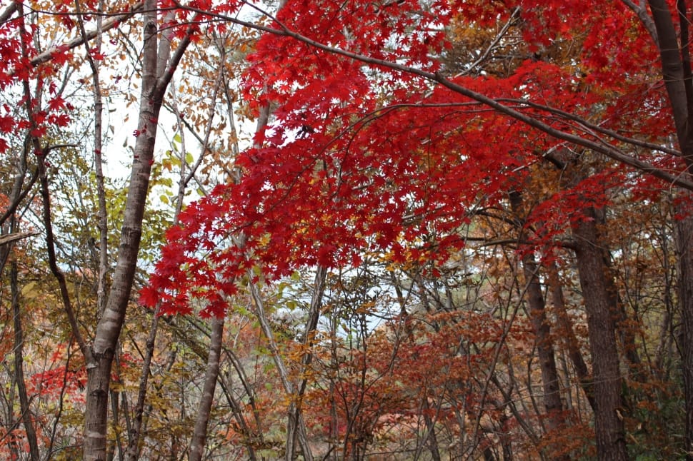 red leaves trees preview