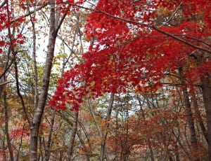 red leaves trees thumbnail