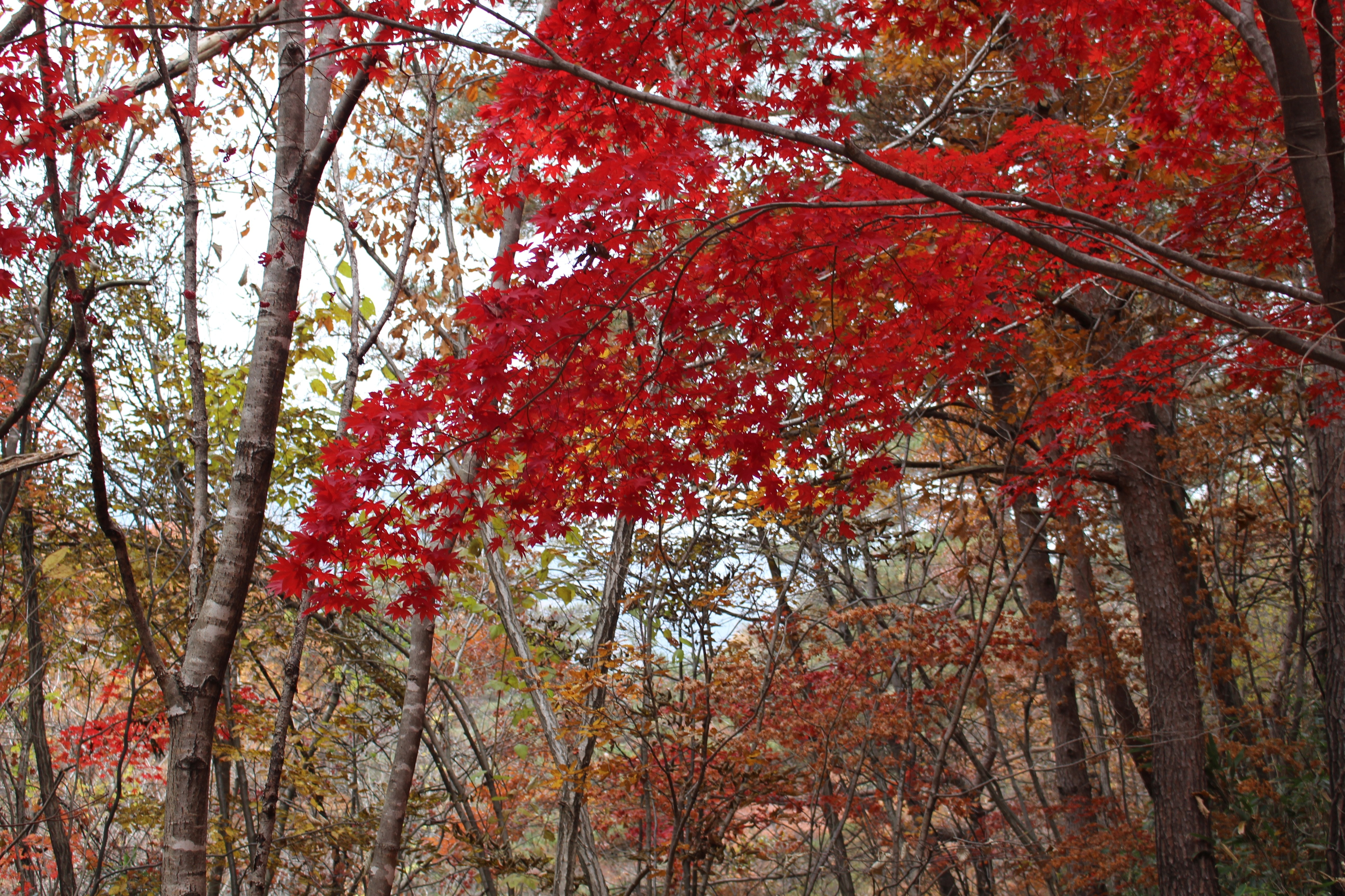 red leaves trees
