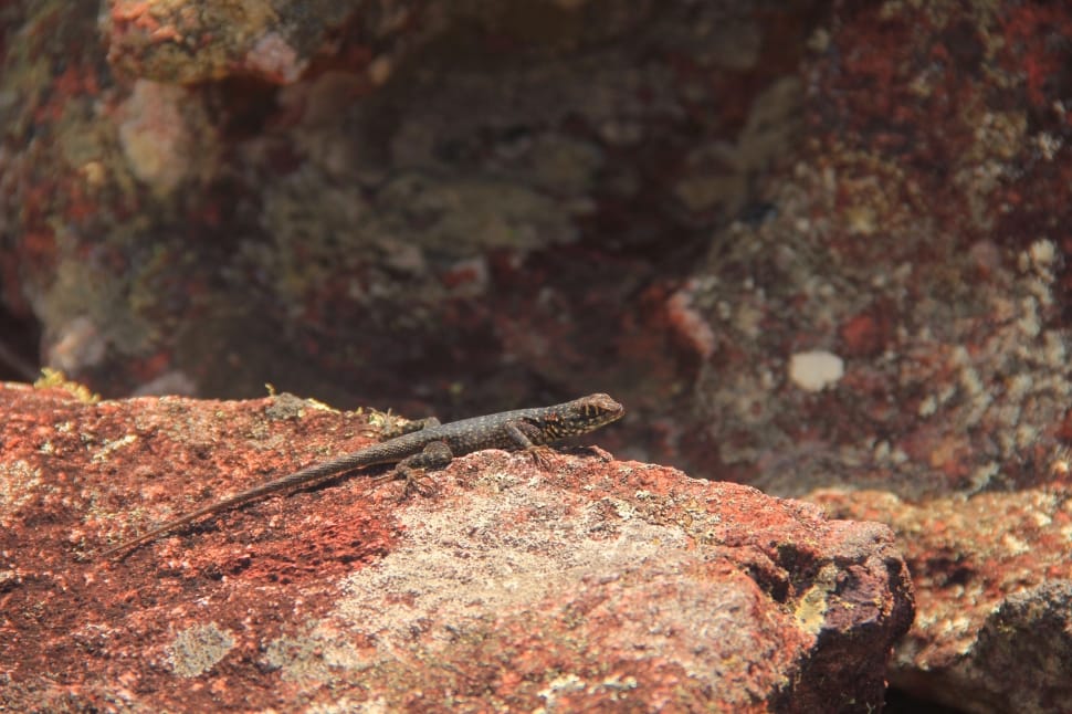 grey lizard on brown soil preview