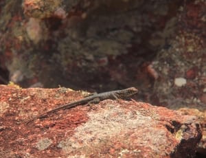 grey lizard on brown soil thumbnail