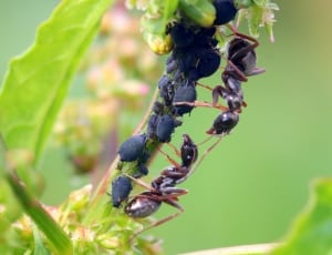 black garden ant and black bug thumbnail