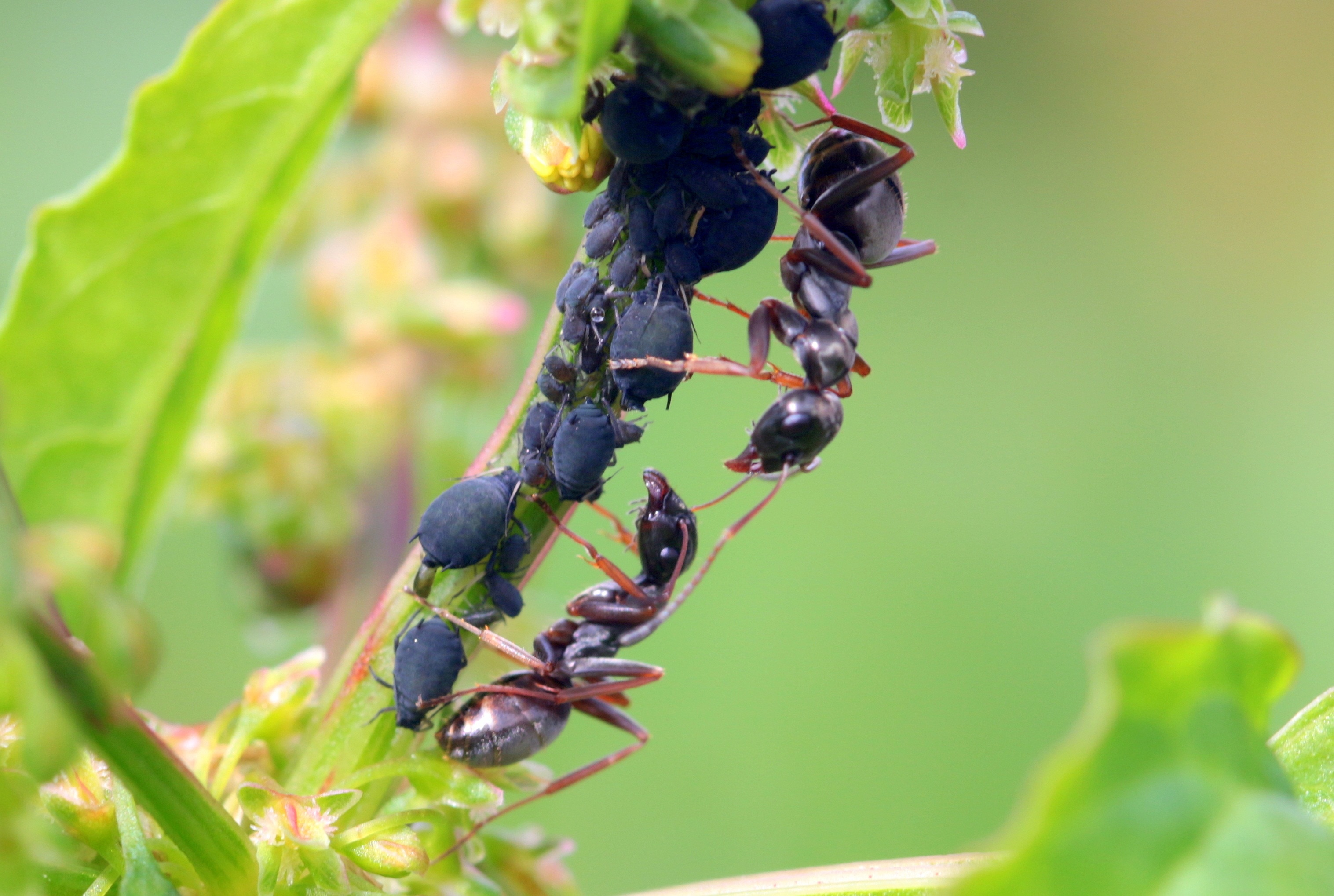 black garden ant and black bug