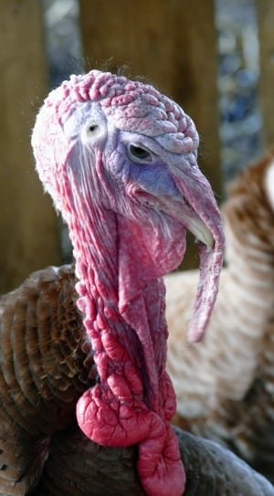 brown and red turkey thumbnail