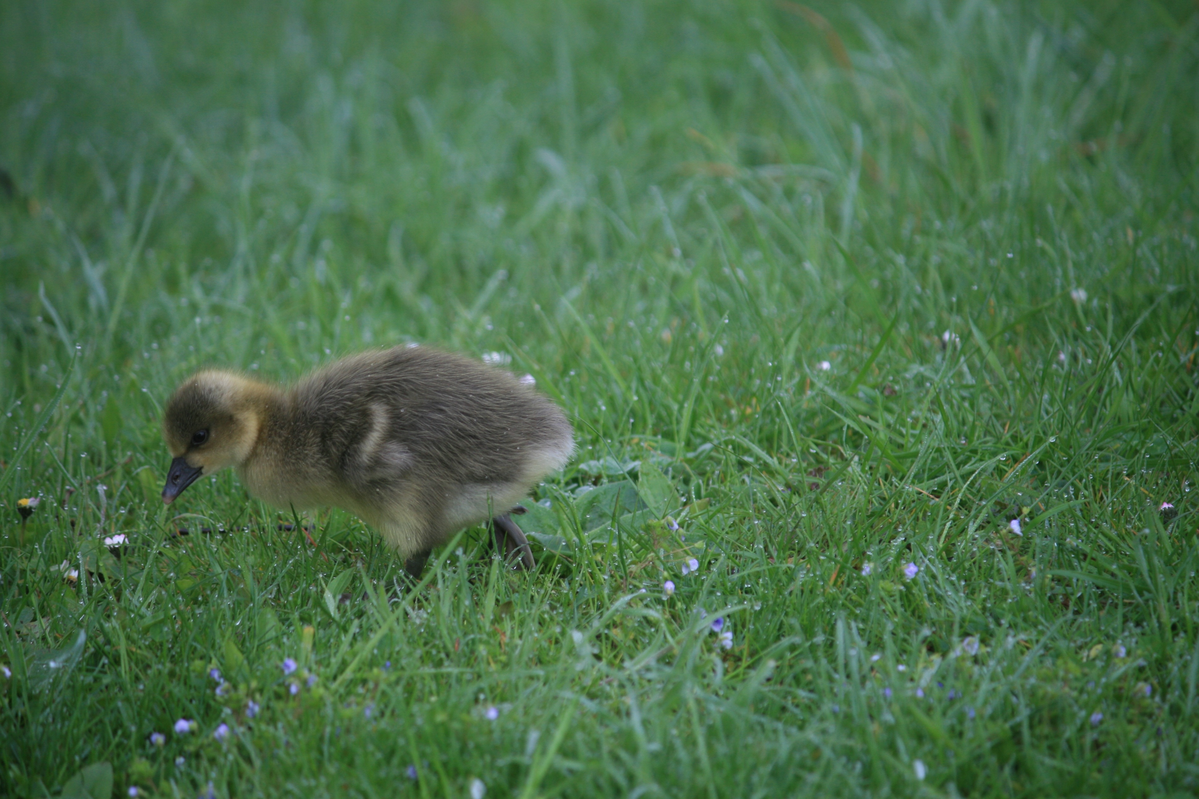 brown chick