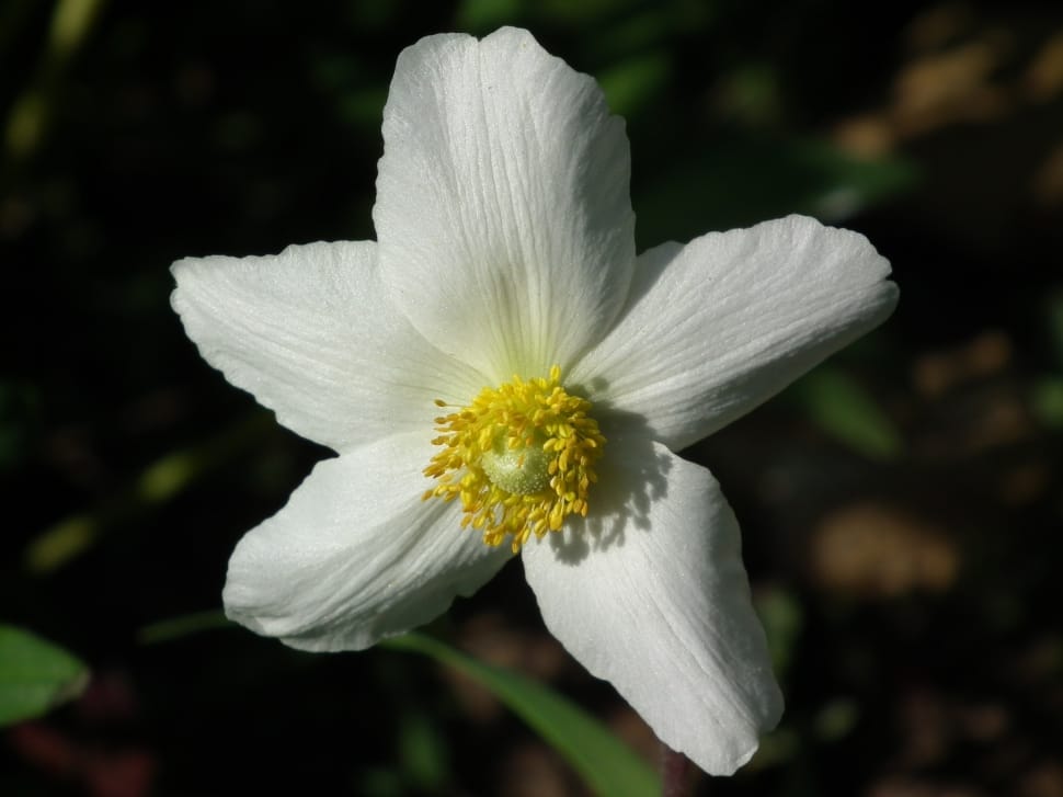 white anemone flower preview