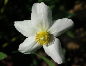 white anemone flower thumbnail
