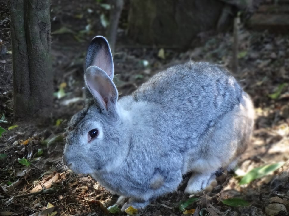gray hare preview