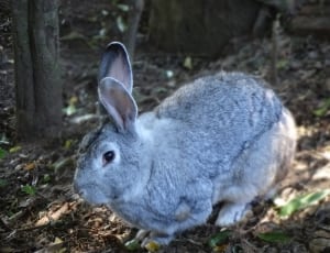 gray hare thumbnail