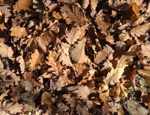 maple leafs lot thumbnail