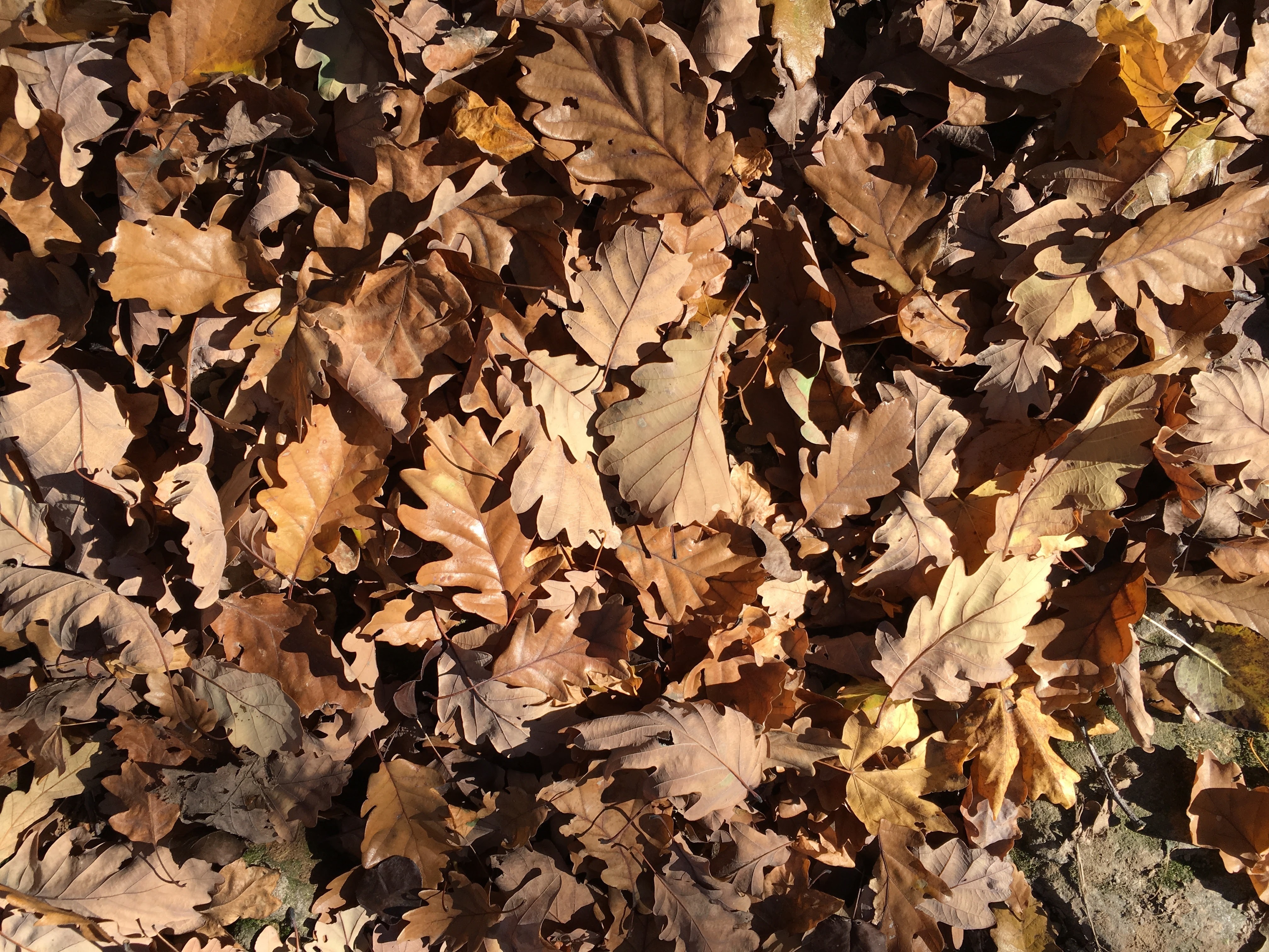maple leafs lot