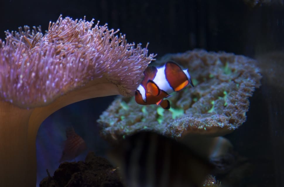clown fish preview