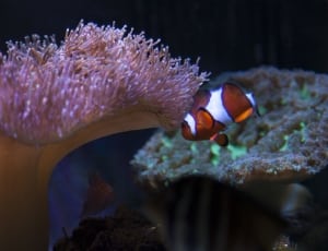 clown fish thumbnail